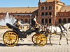 Koně, Sevilla